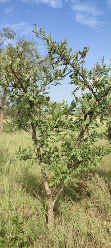 Lannea humilis (Small-leaf lannea) — photo