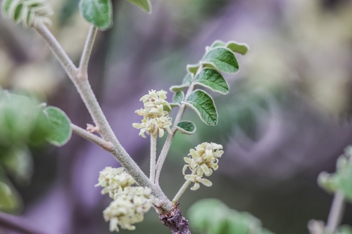 Lannea humilis