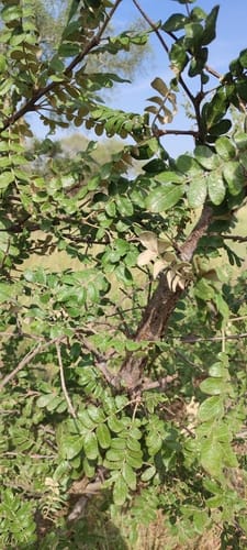 Lannea humilis (Small-leaf lannea) — photo