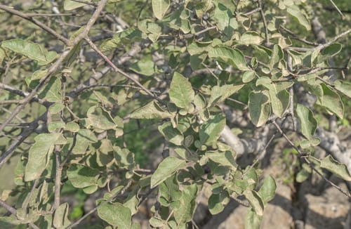 Lannea malifolia — photo