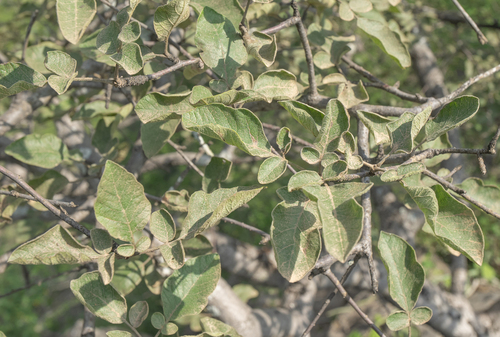 Lannea malifolia