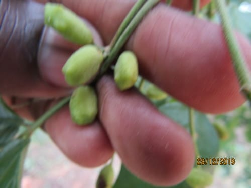 Lannea schweinfurthii var. stuhlmannii (False marula) — photo