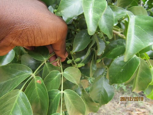 Lannea schweinfurthii var. stuhlmannii