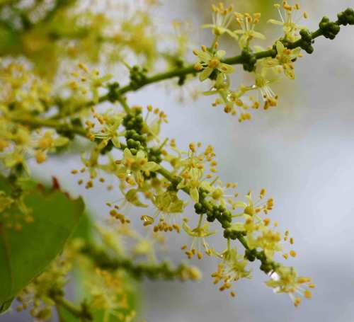 Lannea schweinfurthii var. tomentosa