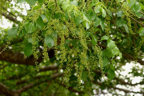 Lannea schweinfurthii var. tomentosa — photo
