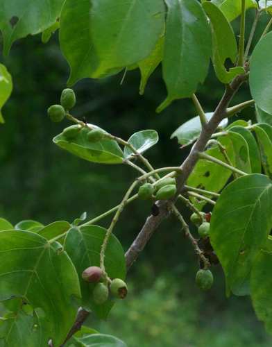 Lannea schweinfurthii var. tomentosa — photo