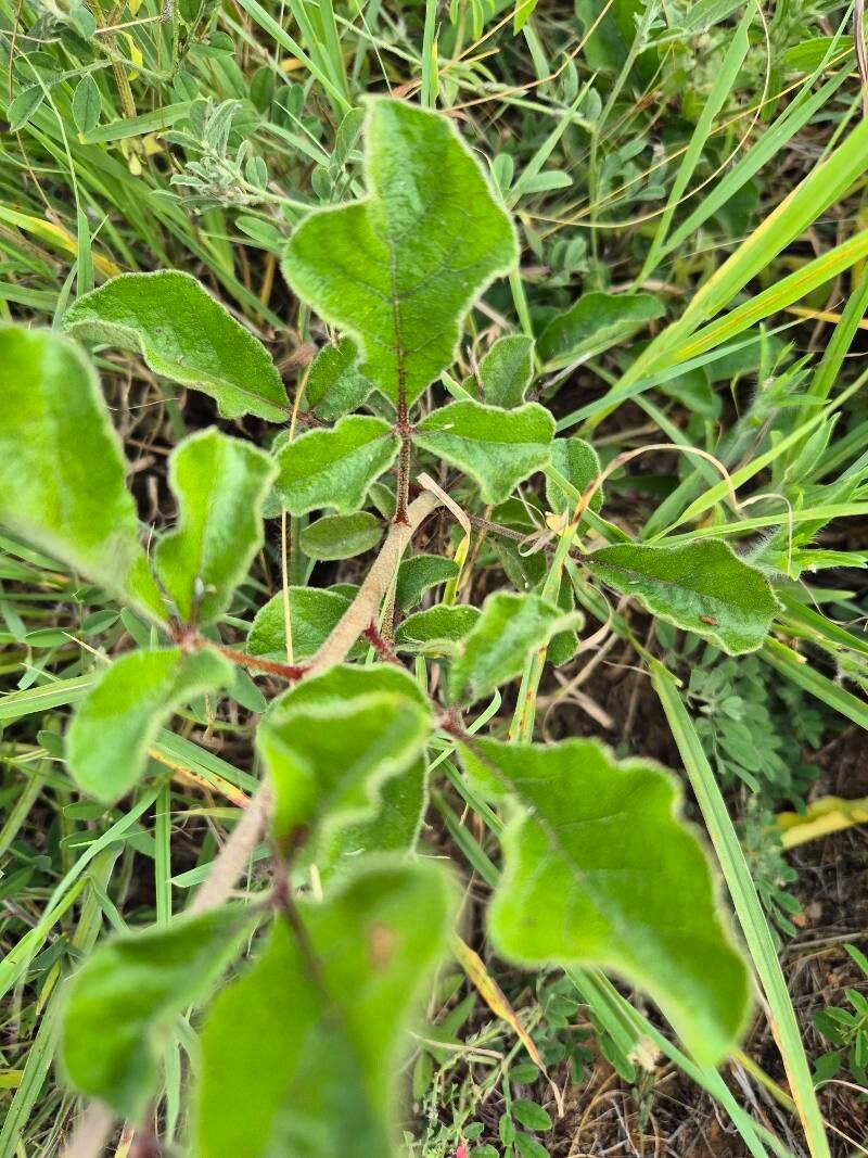 Lannea triphylla — photo