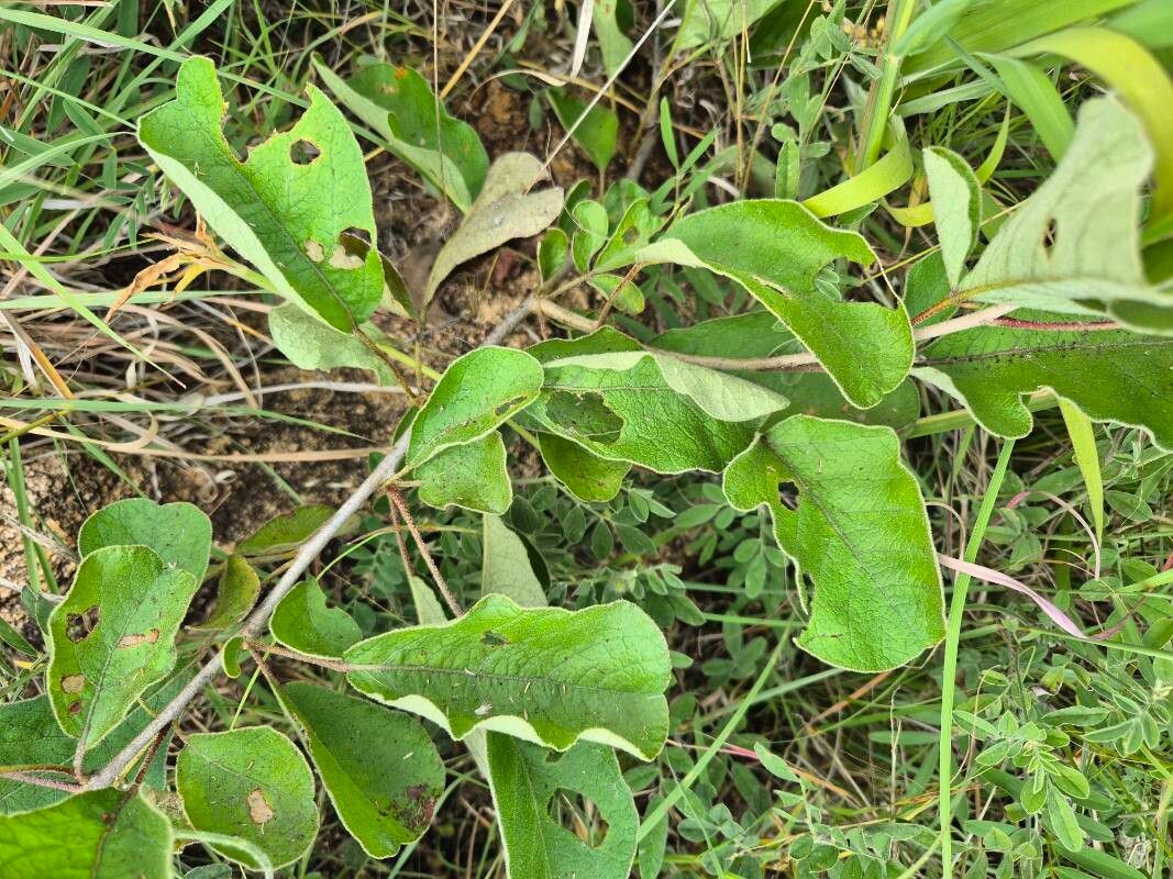 Lannea triphylla — photo