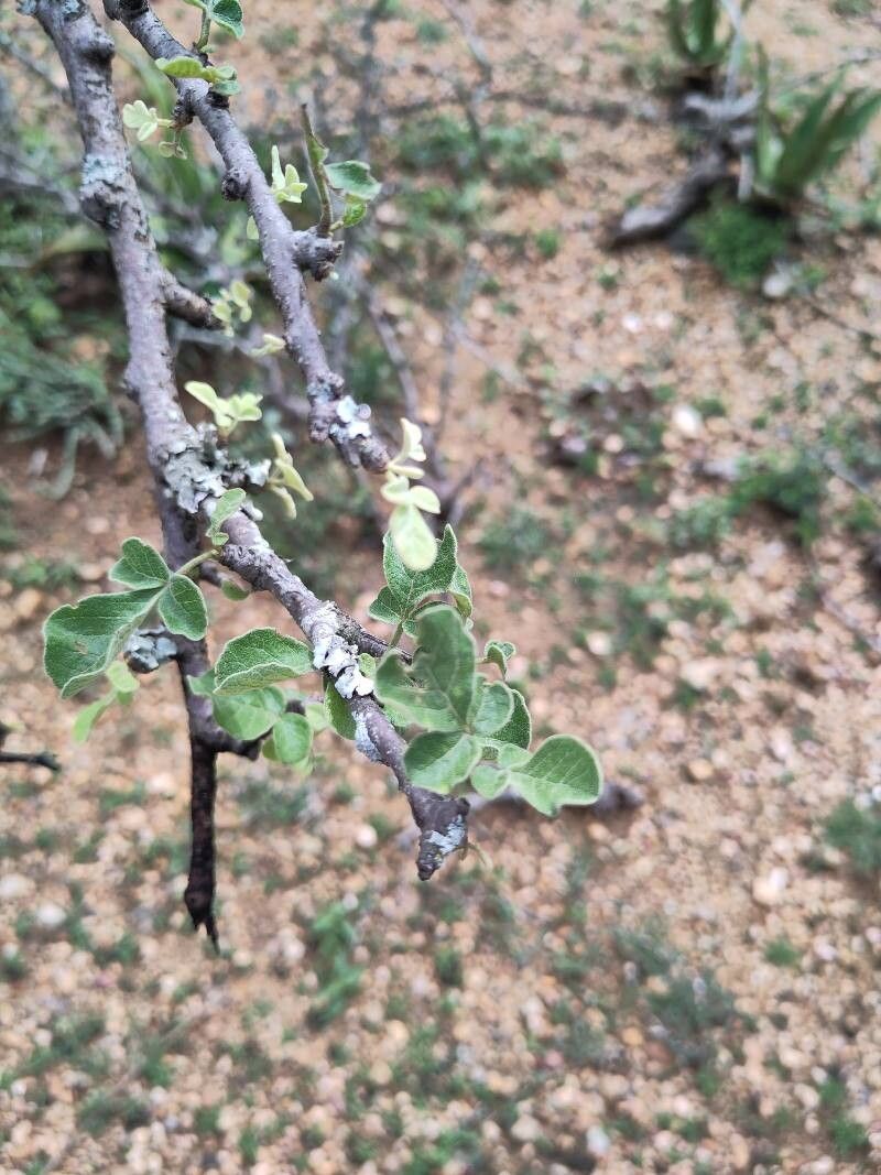 Lannea triphylla