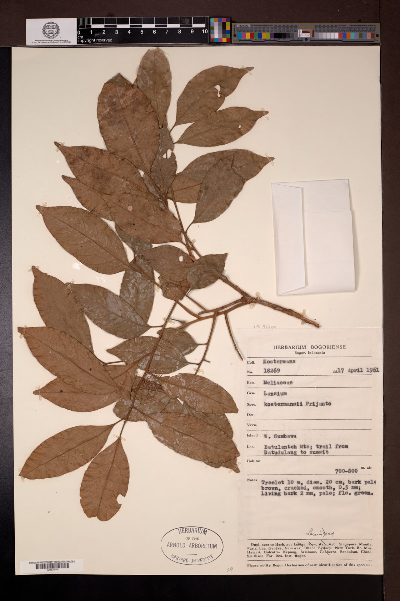 Lansium kostermansii — photo