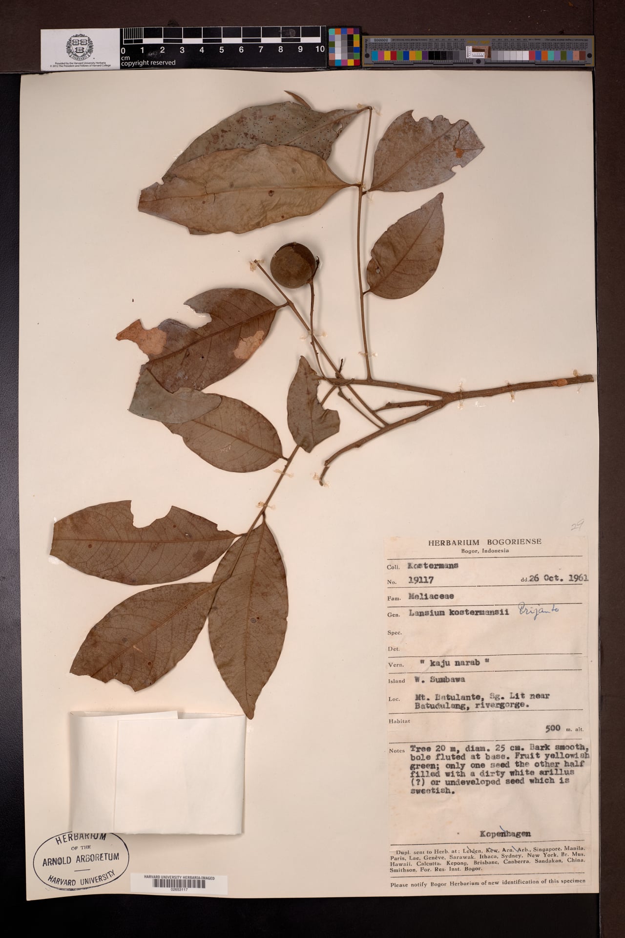 Lansium kostermansii — photo