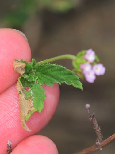 Lantana achyranthifolia — photo