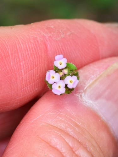 Lantana achyranthifolia — photo