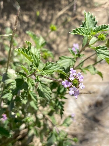Lantana achyranthifolia