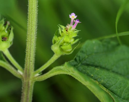 Lantana angolensis (Bird's brandy) — photo