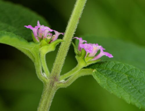 Lantana angolensis (Bird's brandy) — photo