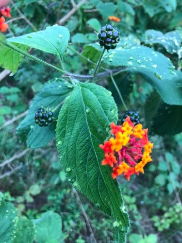 Lantana cujabensis — photo