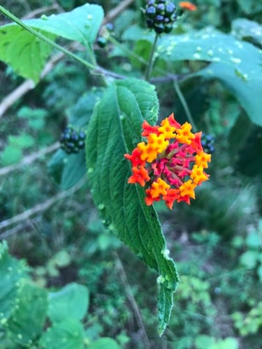 Lantana cujabensis