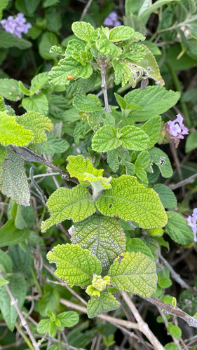 Lantana fucata — photo