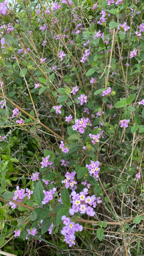Lantana fucata — photo