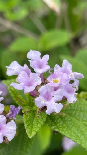Lantana fucata