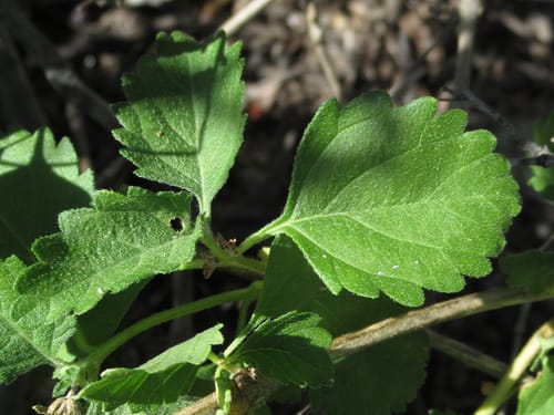 Lantana hirta — photo