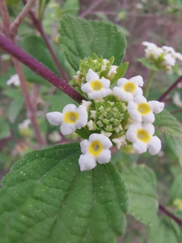 Lantana hirta