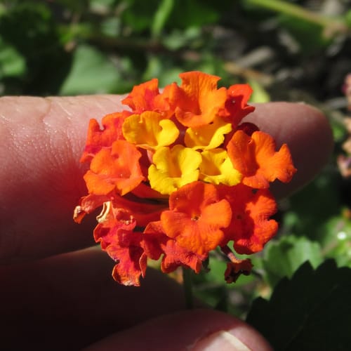 Lantana hirta — photo