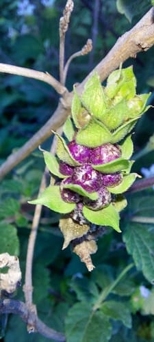 Lantana indica (Mysore lantana) — photo