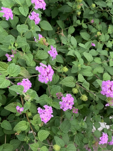 Lantana montevidensis (Weeping lantana) — photo