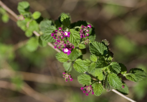 Lantana montevidensis (Weeping lantana) — photo