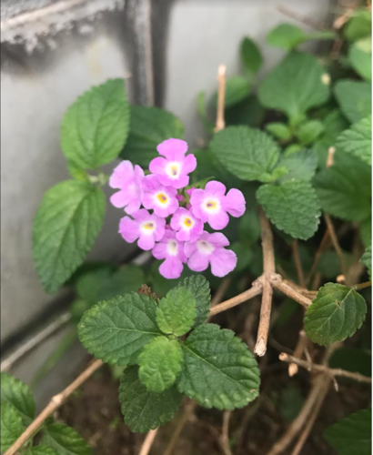 Lantana montevidensis