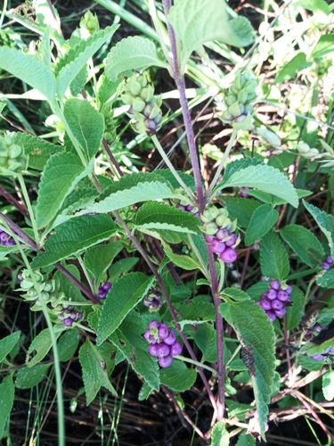 Lantana rugosa (Bird's Brandy) — photo