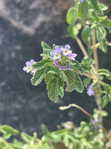 Lantana rugosa (Bird's Brandy) — photo