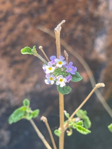 Lantana rugosa