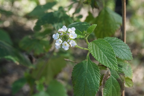 Lantana velutina — photo