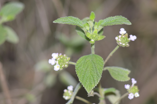 Lantana velutina — photo