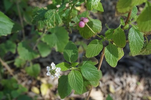 Lantana velutina