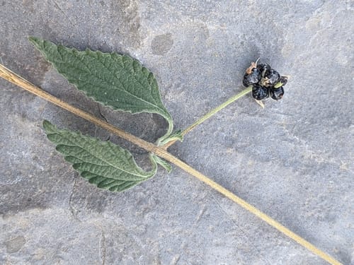 Lantana viburnoides — photo