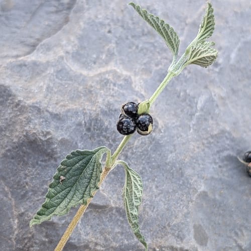 Lantana viburnoides — photo