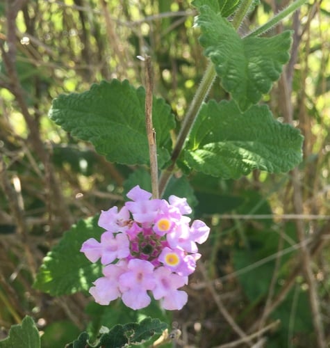 Lantana viburnoides
