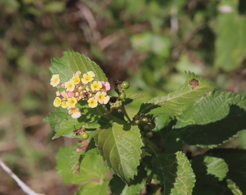 Lantana x aculeata — photo