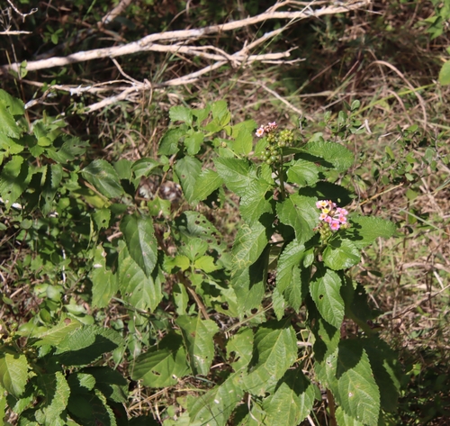 Lantana x aculeata — photo