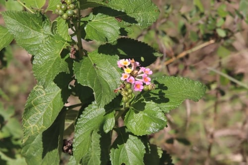 Lantana x aculeata