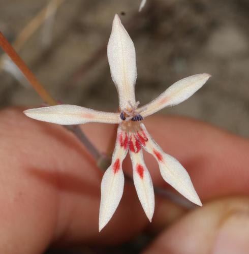 Lapeirousia anceps