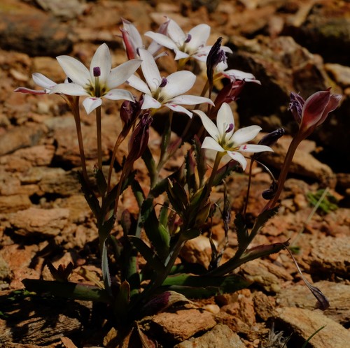 Lapeirousia fabricii — photo