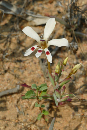 Lapeirousia fabricii — photo