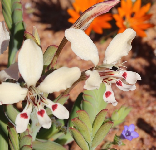 Lapeirousia fabricii