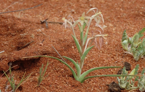 Lapeirousia littoralis