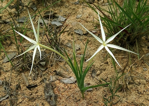 Lapeirousia odoratissima (African spider lily) — photo